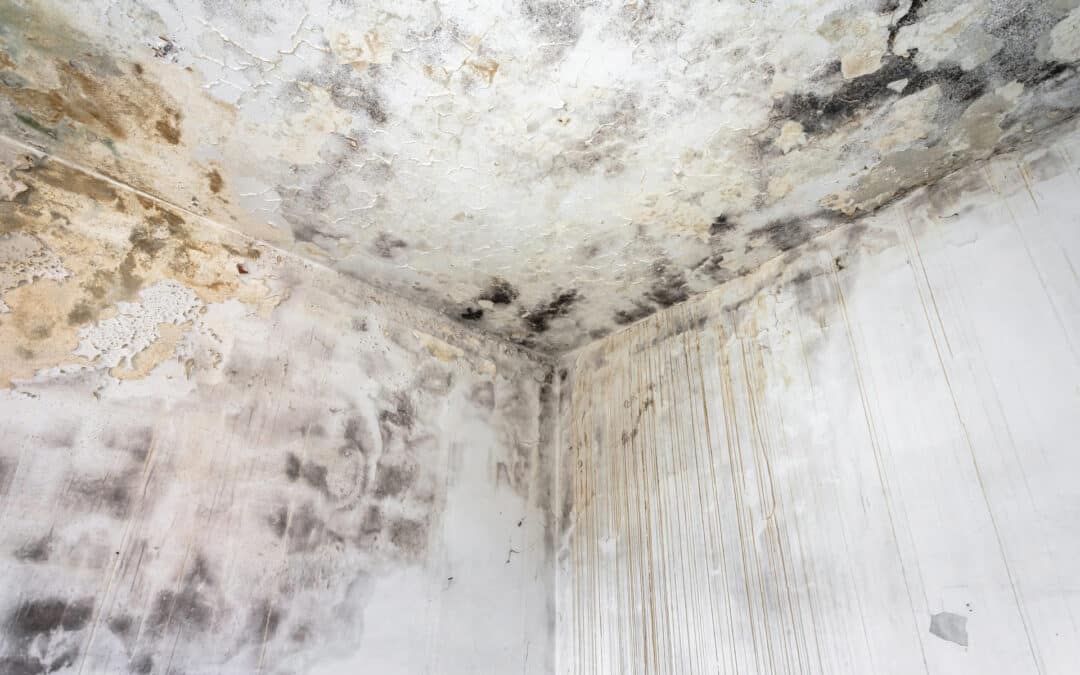 Debunking Common Mold Misconceptions
